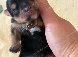 Jack Russel puppies