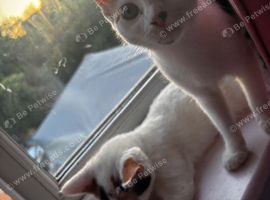2 female kittens for sale