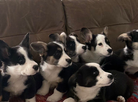 ️Beautiful Cardiganshire Corgi Puppies️