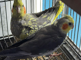 Baby cocktails Glasgow