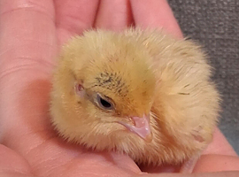 Coturnix quail day old chicks available