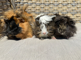 3 Lovely pretty female baby guinea pigs.