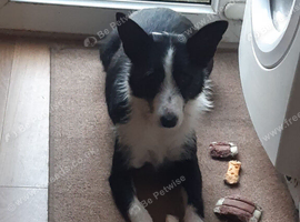 Looking for a stud for my border collie girl