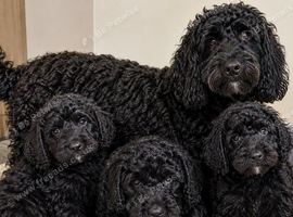 Adorable Cockapoo Puppies for Sale - Loving Family Companions!