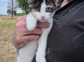 2 orphaned girl kittens for sale