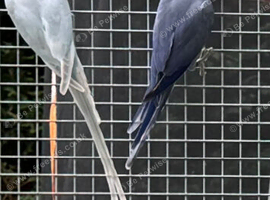 DF VIOLET X BLUE PALLID PR RINGNECKS