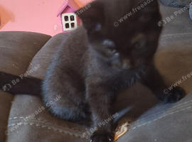 Kitten for sale