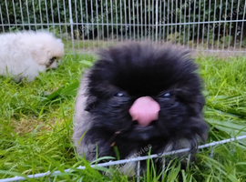 KC PEKINGESE PUPPYS AVAILABLE Now!!!