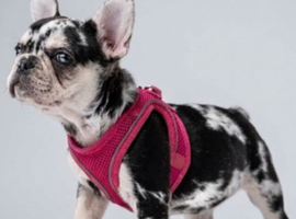 !️️!!13 WEEK OLD PUPPY️️!!!