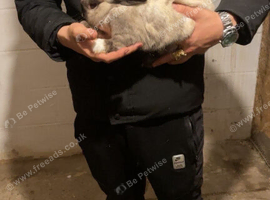 Here is a gorgeous little boy