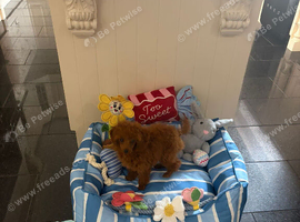Asian toy poodle boy