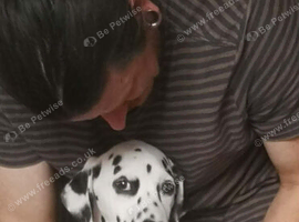 New litter of Dalmatian pups