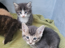 Adorable fluffy kittens