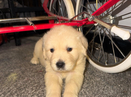 Beautiful boy puppy