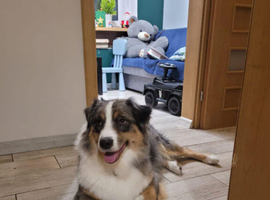 Aussie Blue Merle, Black tri pedigree