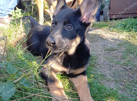 German Shepherd Cross puppies