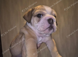 English Bulldog Puppies