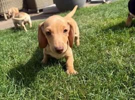 Stunning Miniature Dachshunds &ndash; Puppy Pack Included