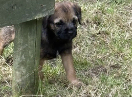 Healthy Border Terrier Male