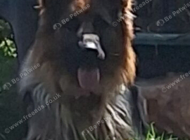 2 gorgeous german shepherds for sale
