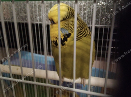 8 Months old buggie