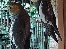 Pair of Cockatiels for sale in WS3