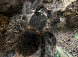 Salmon Pink female and set up