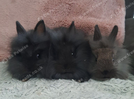 Double mane lionhead