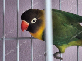 Black face mask lovebird male