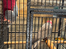 Pr galah cockatoos