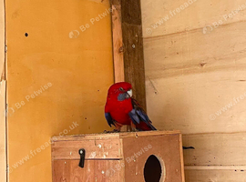 Rosella