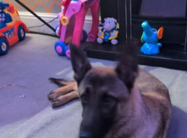 8 months old