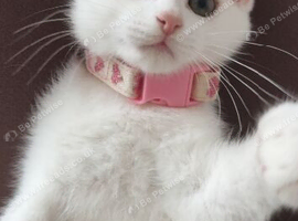 Russian white kitten