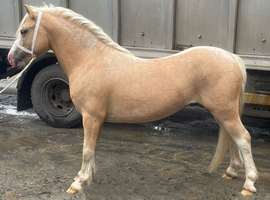 Pretty 3 year old gelding