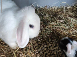 Lop babies mixed litter