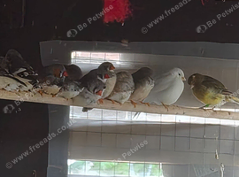 Finches