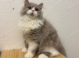 Gccf longhair male ready now