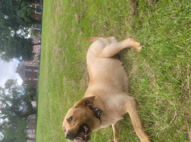 Chunky british Labrador Girl 10 month looking for new home