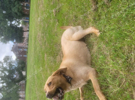 Lovely chunky labrador girl