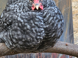Bielefelder x chicks