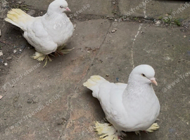 2 engalish trumper pigeons