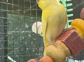 Lutino budgies