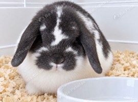 A beautiful Blue Butterfly Miniature Lop