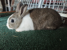 Showline baby Dutch bunny's