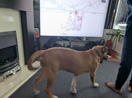 7 months old Bull herder