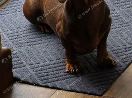 Minature Dachshund