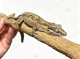 Male gargoyle gecko
