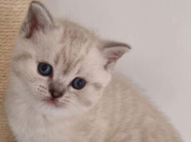 Scottish Straight and Scottish Fold