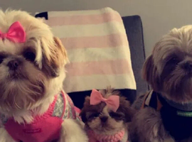 Our remaining shih tzu