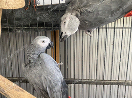 African gray Parrott